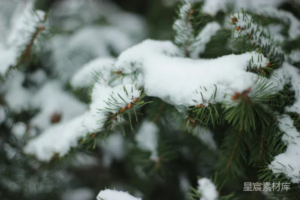 高清摄影 一棵松树上的雪的特写