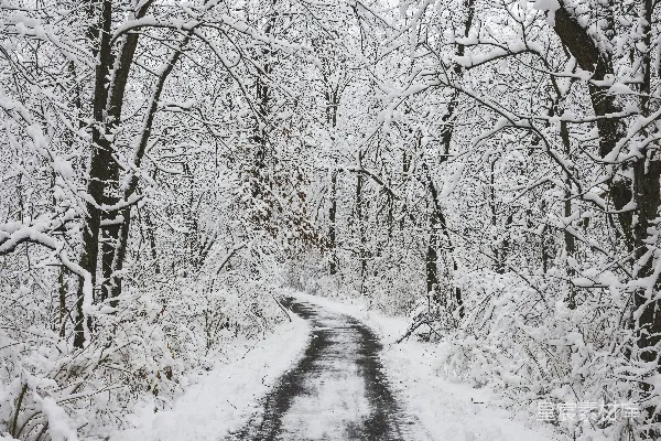 高清摄影 森林中一条覆盖着白雪的道路