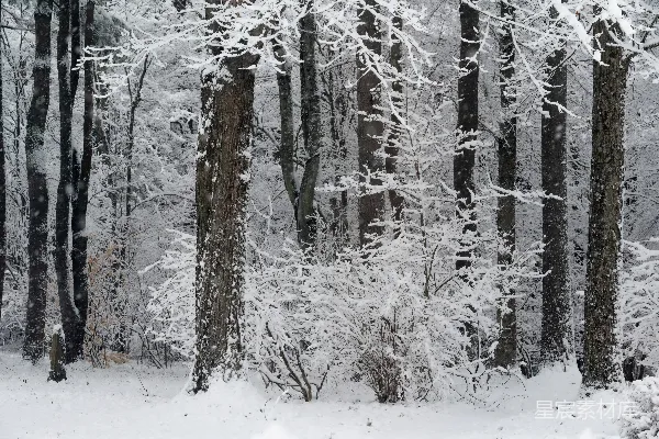 高清摄影 覆盖着白雪的森林充满了树木。