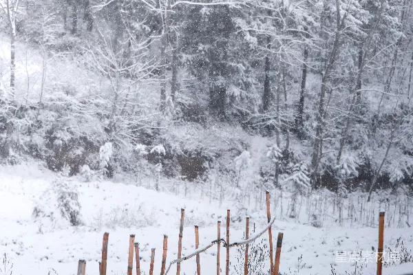 高清摄影 背景中有树的雪地篱笆