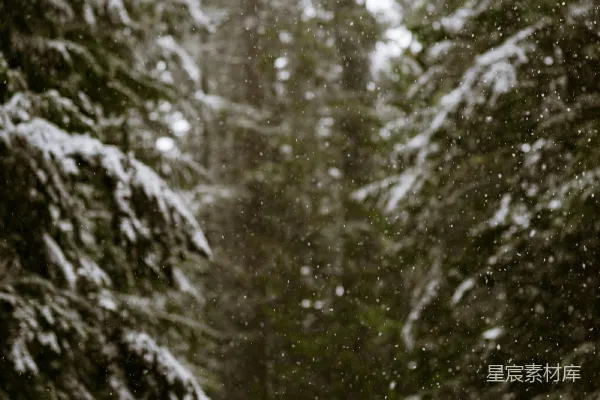 高清摄影 覆盖着白雪的森林里充满了树木