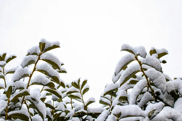高清摄影 背景为一片雪覆盖的树枝，天空洁白。