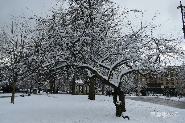 高清摄影 一棵树上覆盖着白雪旁边是一栋建筑