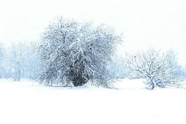 高清摄影 几棵树上覆盖着白雪