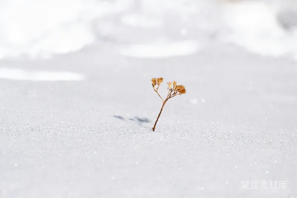 高清摄影 雪中悄然萌发出一株小植物