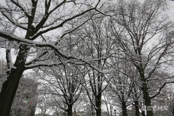 高清摄影 覆盖着白雪的公园里有许多树木