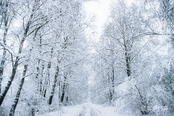 高清摄影 白天树木之间的雪覆盖的道路