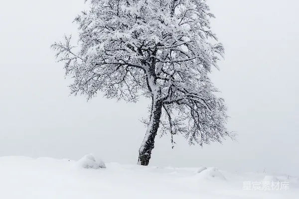 高清摄影 雪原中一棵孤树