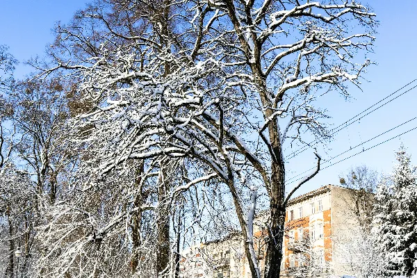 高清摄影 一棵覆盖着白雪的树旁边有一栋建筑