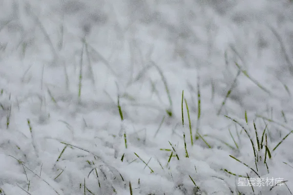 高清摄影 白雪覆盖的绿草地