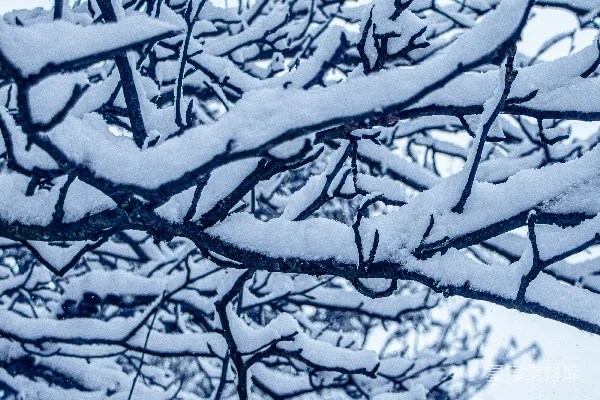 高清摄影 背景是蓝天的一棵树覆满了积雪。
