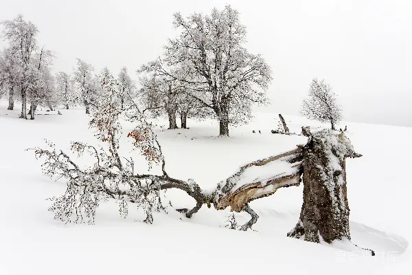 高清摄影 雪地里倒下的树