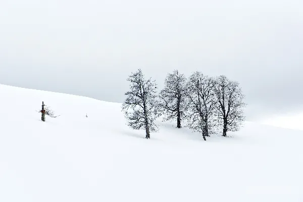 高清摄影 几棵树在雪中