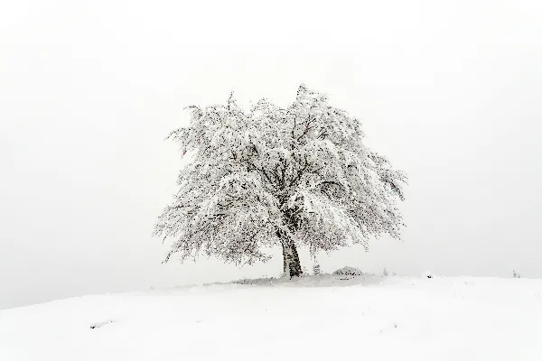 高清摄影 田野中一棵覆盖着积雪的树