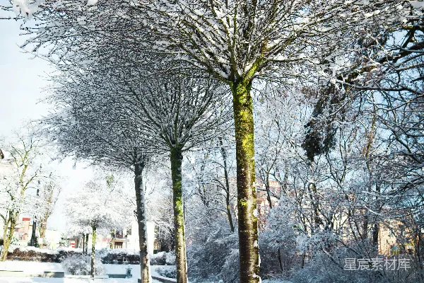 高清摄影 覆盖着白雪的公园，有长凳和树木