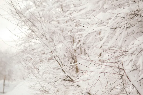 高清摄影 白天树木覆雪