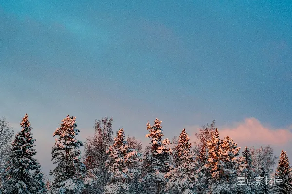 高清摄影 一群披着白雪的树木