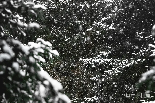 高清摄影 白天树木覆盖着白雪