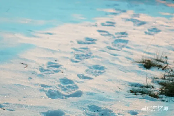 高清摄影 一只猫在雪中走向一棵树
