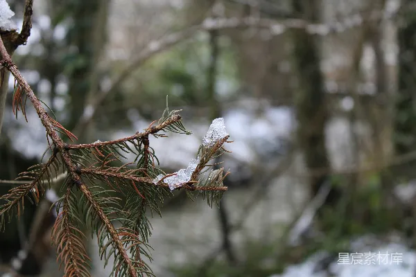 高清摄影 树上挂着的一段树枝和雪