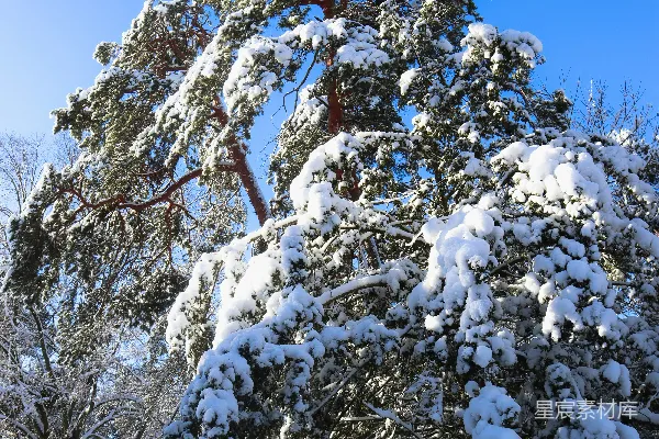 高清摄影 公园里一棵覆盖着白雪的松树