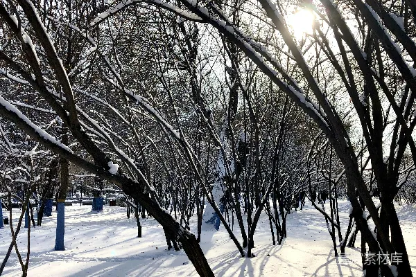 高清摄影 阳光透过雪地里的树丛照耀着。