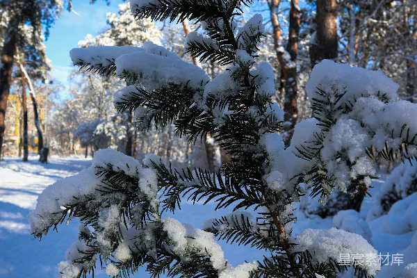 高清摄影 森林中一棵覆盖着白雪的松树