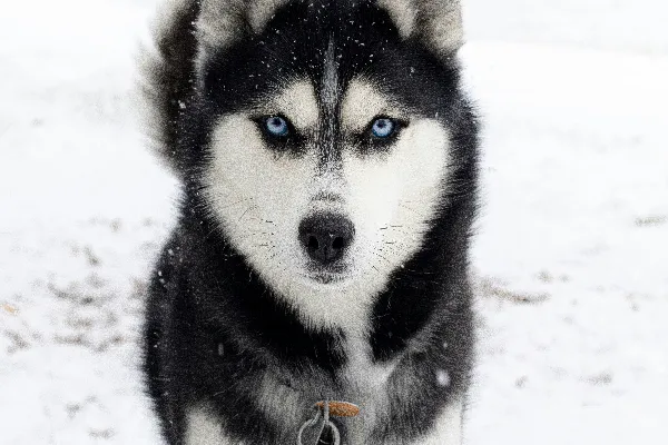 高清摄影 一只蓝眼睛的哈士奇狗站在雪中