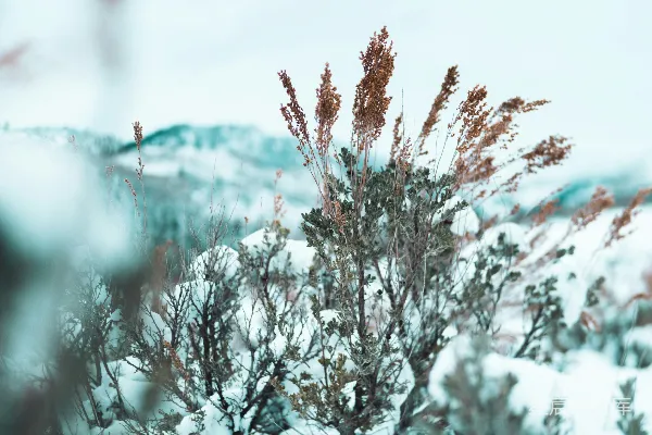 高清摄影 雪地里的一张模糊的灌木丛照片