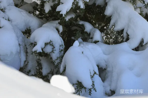 高清摄影 覆盖着白雪的常绿树在雪中