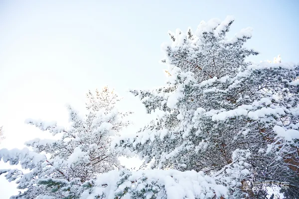 高清摄影 雪中的树
