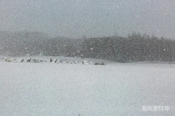 高清摄影 田野和树木覆盖着白雪