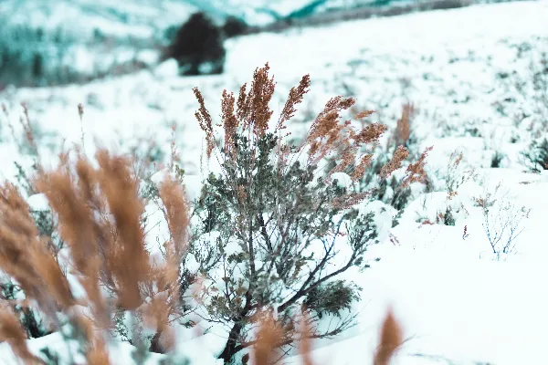 高清摄影 背景是树木和山脉的雪覆盖着田野。