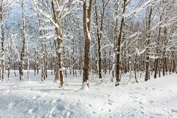 高清摄影 雪覆盖的树木