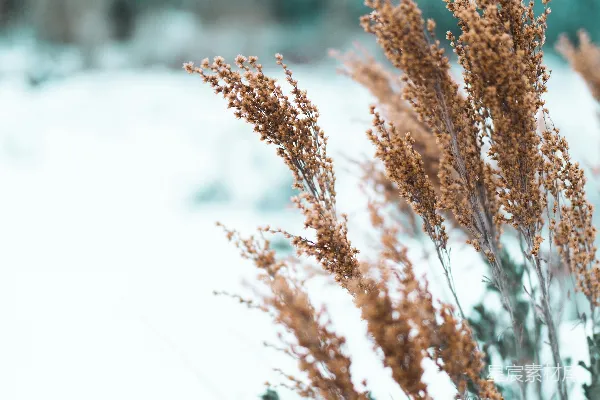 高清摄影 背景中有雪的一株植物的特写