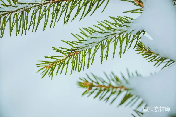 高清摄影 一棵松树上覆盖着白雪的树枝