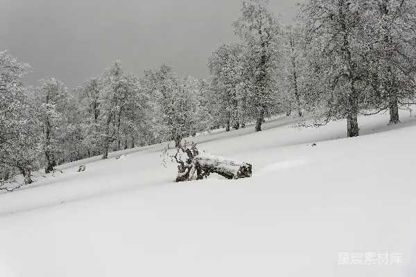 高清摄影 背景中有树木的雪覆盖田野
