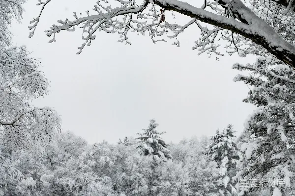 高清摄影 覆盖着白雪的森林里充满了树木