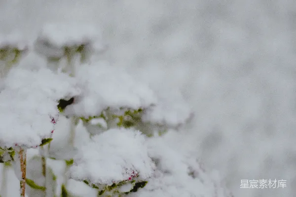 高清摄影 白天覆雪的树