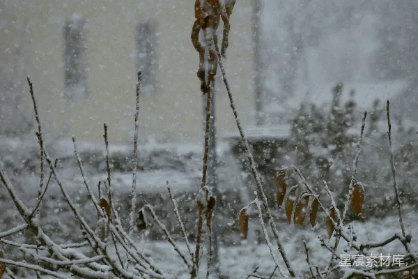 高清摄影 背景中一棵覆盖着白雪的树