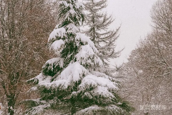 高清摄影 公园里的一棵覆盖着白雪的松树