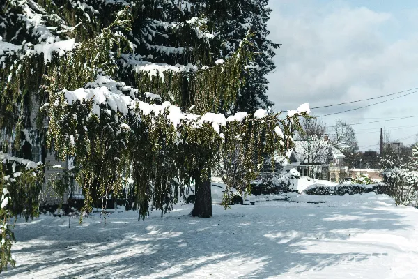 高清摄影 街边有一棵树覆盖着白雪