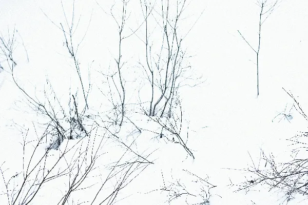 高清摄影 一幅黑白照片中的覆雪田野