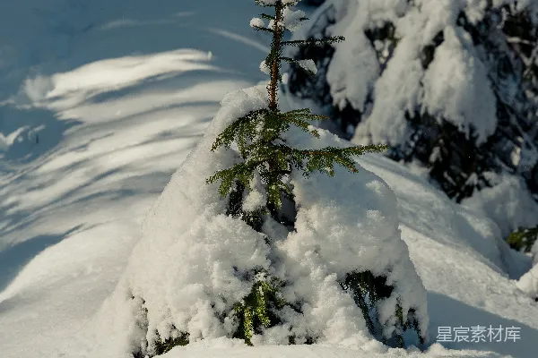 高清摄影 一棵小松树被白雪覆盖。