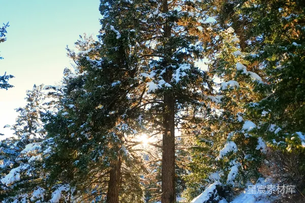 高清摄影 雪花透过树间洒下阳光