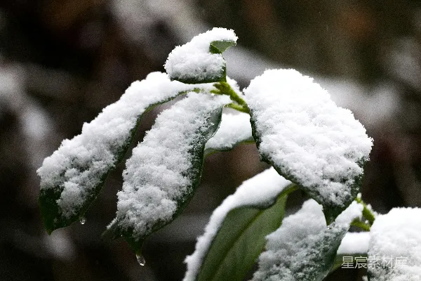 高清摄影 一片叶子被雪覆盖在树枝上