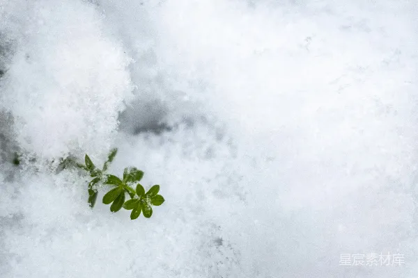 高清摄影 雪中悄然萌发了一株小植物