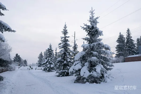 高清摄影 覆盖着白雪的道路周围是松树。
