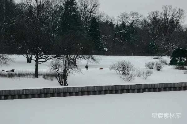 高清摄影 白天树木和道路覆雪