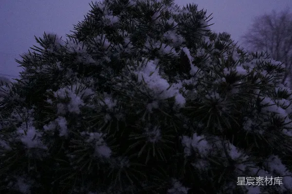 高清摄影 夜晚覆盖着白雪的松树
